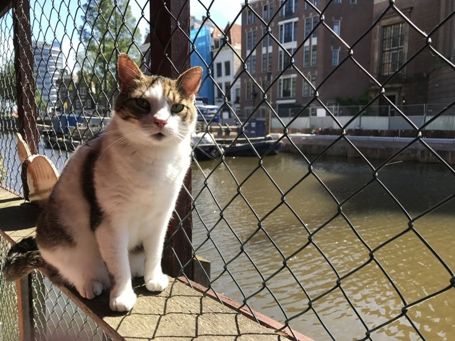 de-poezenboot kat in beeld.jpg