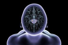 Thumbnail_menselijk_brein_Parkinson_Shutterstock_20_oktober_2026.jpg